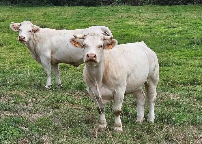 Σπίτι διακοπών Ancien Moulin Dans Un Cadre Idyllique *