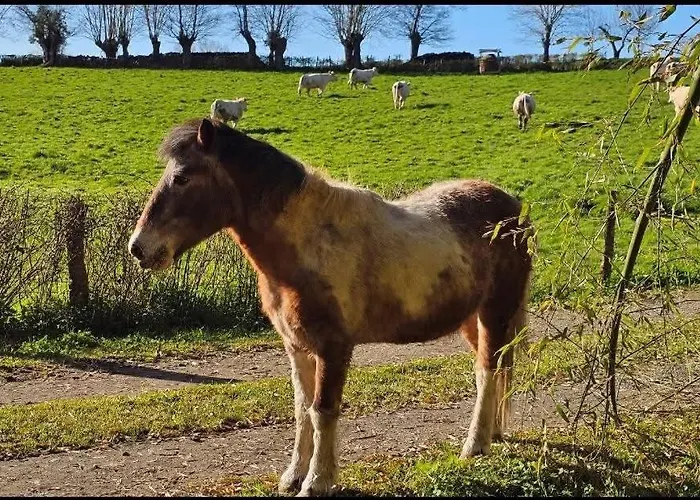 Ancien Moulin Dans Un Cadre Idyllique Σπίτι διακοπών La Boissiere-en-Gatine
